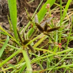 Cyperus sanguinolentus at O'Malley, ACT - 16 Jan 2023 03:05 PM