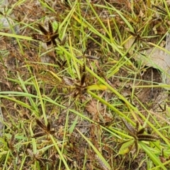 Cyperus sanguinolentus at O'Malley, ACT - 16 Jan 2023 03:05 PM