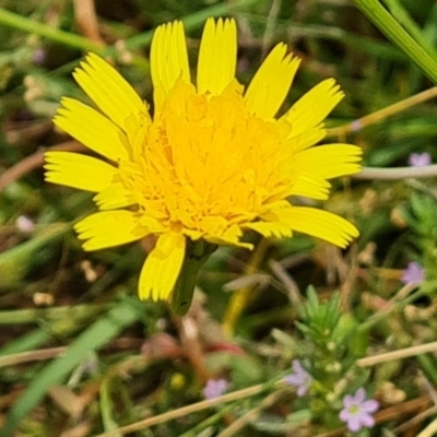 Leontodon saxatilis (Lesser Hawkbit, Hairy Hawkbit) at Mount Mugga Mugga - 16 Jan 2023 by Mike