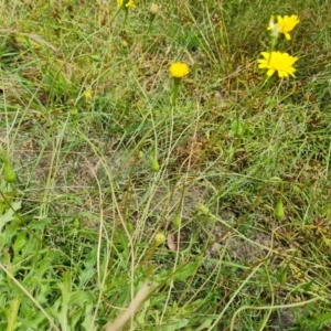 Leontodon saxatilis at O'Malley, ACT - 16 Jan 2023