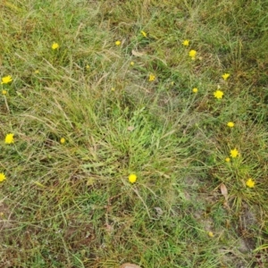 Leontodon saxatilis at O'Malley, ACT - 16 Jan 2023