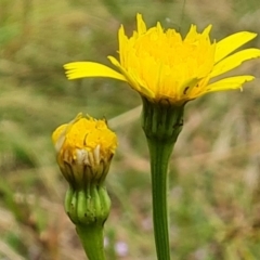 Leontodon saxatilis at O'Malley, ACT - 16 Jan 2023