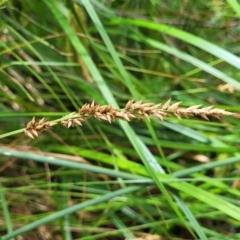 Carex appressa (Tall Sedge) at Bruce, ACT - 16 Jan 2023 by trevorpreston