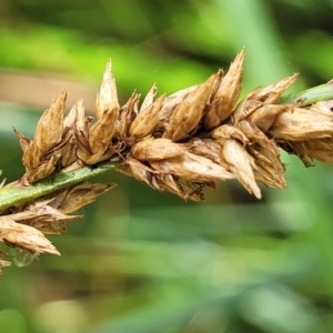 Carex appressa at Bruce, ACT - 16 Jan 2023