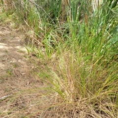 Carex appressa at Bruce, ACT - 16 Jan 2023