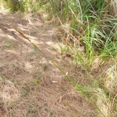 Carex appressa at Bruce, ACT - 16 Jan 2023