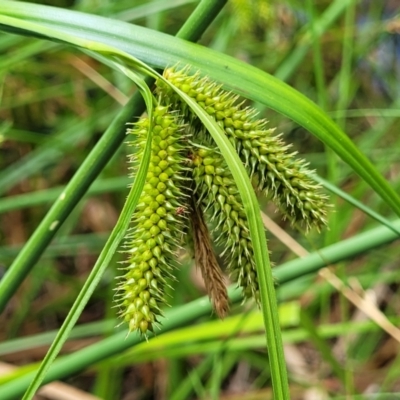 Carex fascicularis (Tassel Sedge) at Bruce, ACT - 16 Jan 2023 by trevorpreston