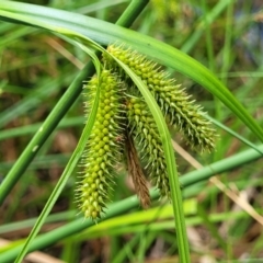 Carex fascicularis (Tassel Sedge) at Bruce Ridge - 16 Jan 2023 by trevorpreston