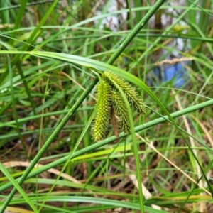 Carex fascicularis at Bruce, ACT - 16 Jan 2023 01:57 PM