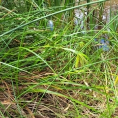 Carex fascicularis at Bruce, ACT - 16 Jan 2023 01:57 PM