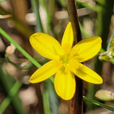 Tricoryne elatior (Yellow Rush Lily) at Bruce, ACT - 16 Jan 2023 by trevorpreston