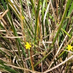 Tricoryne elatior at Bruce, ACT - 16 Jan 2023