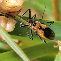 Gminatus australis (Orange assassin bug) at Bruce Ridge to Gossan Hill - 16 Jan 2023 by trevorpreston
