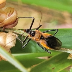 Gminatus australis at Bruce, ACT - 16 Jan 2023 01:54 PM