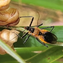 Gminatus australis at Bruce, ACT - 16 Jan 2023