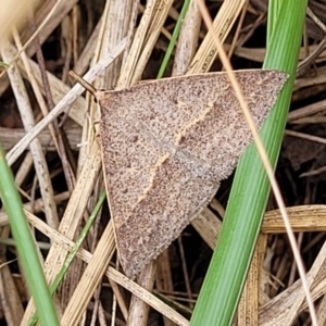 Epidesmia hypenaria at Bruce, ACT - 16 Jan 2023