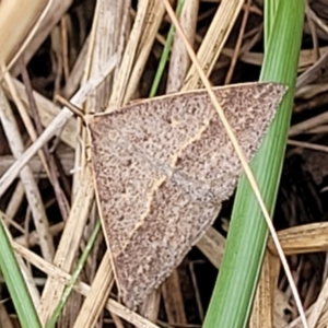 Epidesmia hypenaria at Bruce, ACT - 16 Jan 2023