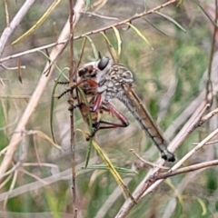 Zosteria sp. (genus) (Common brown robber fly) at Bruce, ACT - 16 Jan 2023 by trevorpreston