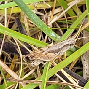 Phaulacridium vittatum at Bruce, ACT - 16 Jan 2023 01:48 PM