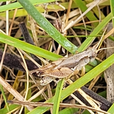 Phaulacridium vittatum (Wingless Grasshopper) at Bruce Ridge - 16 Jan 2023 by trevorpreston