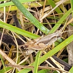 Phaulacridium vittatum (Wingless Grasshopper) at Bruce, ACT - 16 Jan 2023 by trevorpreston