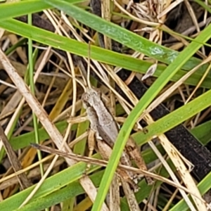 Phaulacridium vittatum at Bruce, ACT - 16 Jan 2023