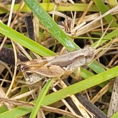 Phaulacridium vittatum at Bruce, ACT - 16 Jan 2023