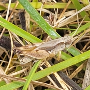 Phaulacridium vittatum at Bruce, ACT - 16 Jan 2023 01:48 PM