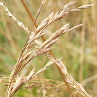 Festuca arundinacea (Tall Fescue) at Bruce Ridge to Gossan Hill - 16 Jan 2023 by trevorpreston