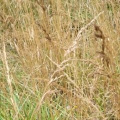 Lolium arundinaceum at Bruce, ACT - 16 Jan 2023 01:47 PM