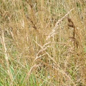 Lolium arundinaceum at Bruce, ACT - 16 Jan 2023