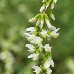 Melilotus albus (Bokhara) at Bruce, ACT - 16 Jan 2023 by trevorpreston