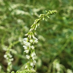 Melilotus albus at Bruce, ACT - 16 Jan 2023 01:46 PM