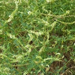 Melilotus albus at Bruce, ACT - 16 Jan 2023