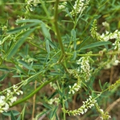 Melilotus albus at Bruce, ACT - 16 Jan 2023