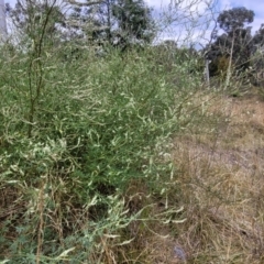 Melilotus albus at Bruce, ACT - 16 Jan 2023