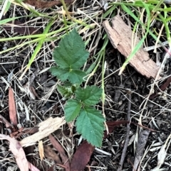 Rubus sp. (Blackberry) at Higgins Woodland - 9 Jan 2023 by Untidy