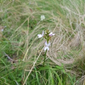 Stylidium graminifolium at Tinderry, NSW - 14 Jan 2023