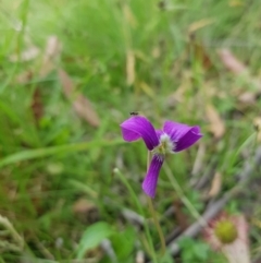 Viola sp. (Violet) at Tinderry, NSW - 14 Jan 2023 by danswell