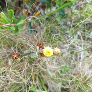 Trifolium campestre at Tinderry, NSW - 14 Jan 2023