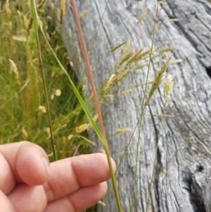 Rytidosperma pallidum at Tinderry, NSW - 14 Jan 2023