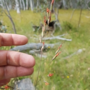 Rytidosperma pallidum at Tinderry, NSW - 14 Jan 2023