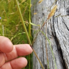 Rytidosperma pallidum at Tinderry, NSW - 14 Jan 2023