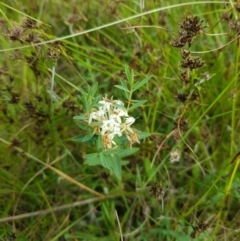 Pimelea (genus) (Rice Flower) at Tinderry, NSW - 14 Jan 2023 by danswell