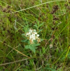 Pimelea sp. (Rice Flower) at Burnt School Nature Reserve - 14 Jan 2023 by danswell