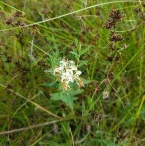 Pimelea sp. at Tinderry, NSW - 14 Jan 2023