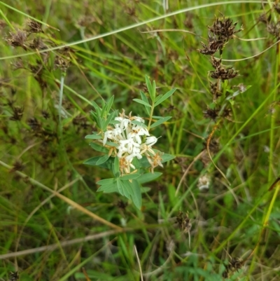 Pimelea (genus) (Rice Flower) at Tinderry, NSW - 14 Jan 2023 by danswell