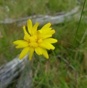 Microseris walteri at Tinderry, NSW - 14 Jan 2023