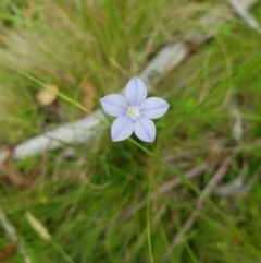 Wahlenbergia sp. (Bluebell) at Tinderry, NSW - 14 Jan 2023 by danswell