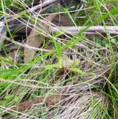 Wahlenbergia sp. at Tinderry, NSW - 14 Jan 2023